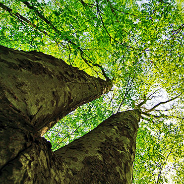 Link zu Klimaschutz - SCHWARZWALD CLT massive Holzbauelemente