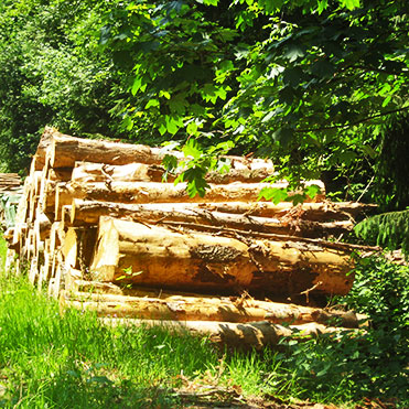 Link zu Gute Gründe - SCHWARZWALD CLT massive Holzbauelemente