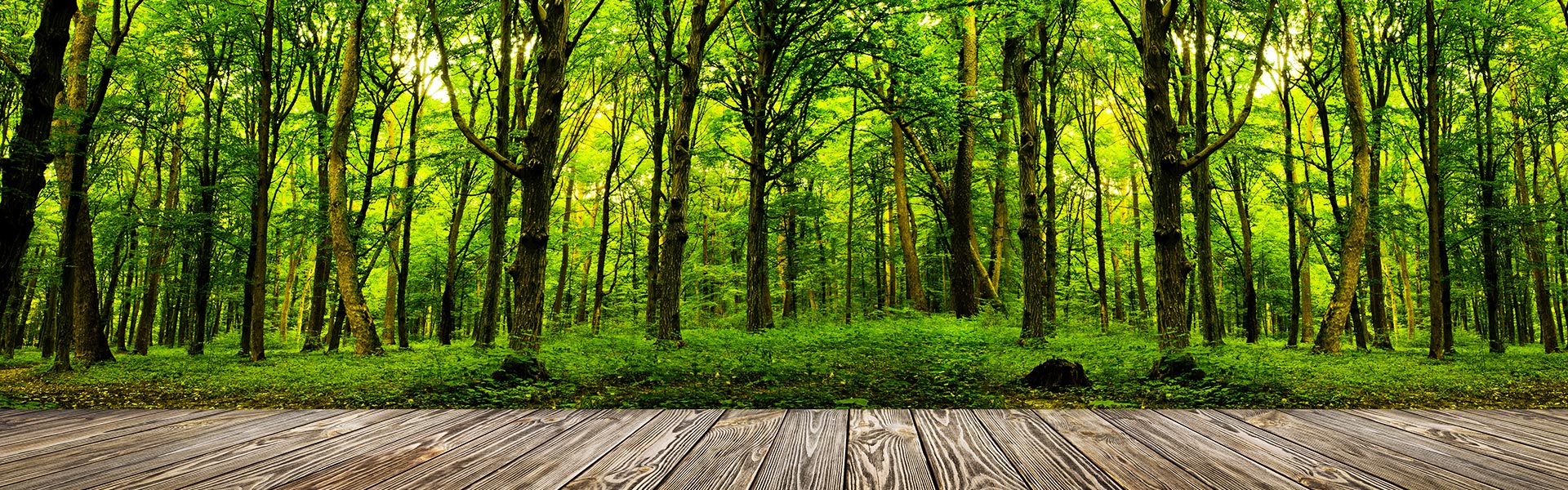 SCHWARZWALD CLT - Ansicht Wald und Holzboden